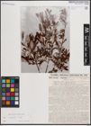 Foto von Salix eleagnos Scop.